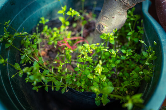 绿叶植物特写