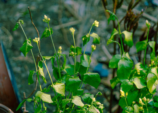 绿叶植物