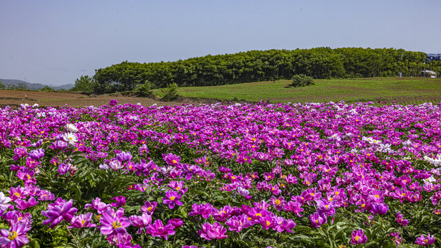 芍药花海