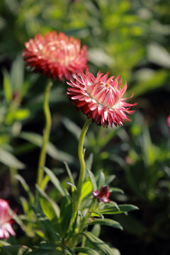 麦秆菊