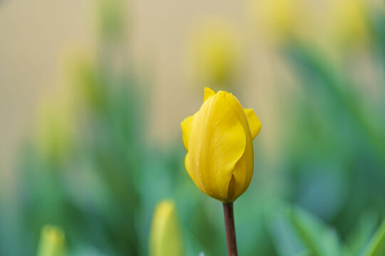 郁金香花