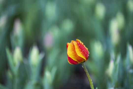 郁金香花