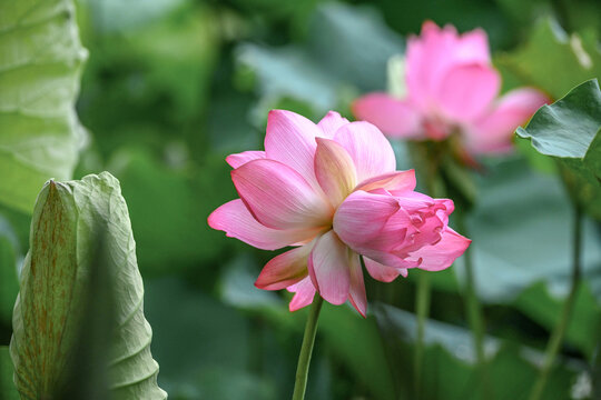 并蒂莲背靠背秀恩爱