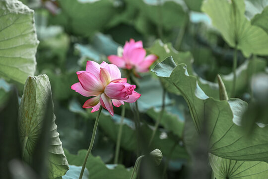 并蒂莲背靠背秀恩爱