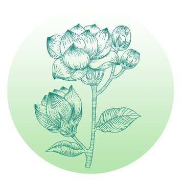 茉莉花線稿插畫