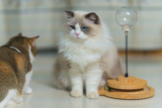 等待零食的布偶猫