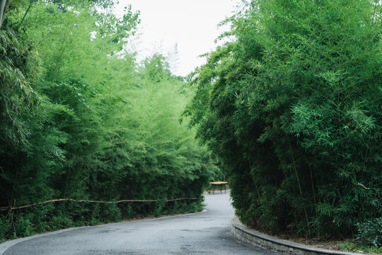 竹林中的道路