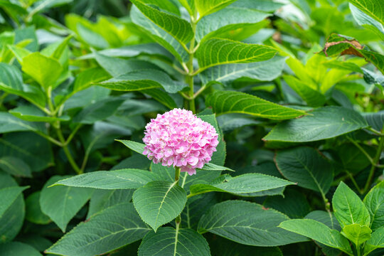 粉红色开花植物绣球花