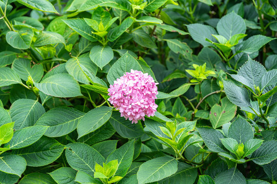 粉红色开花植物绣球花