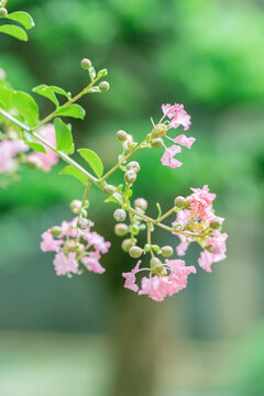 粉红色开花植物紫薇