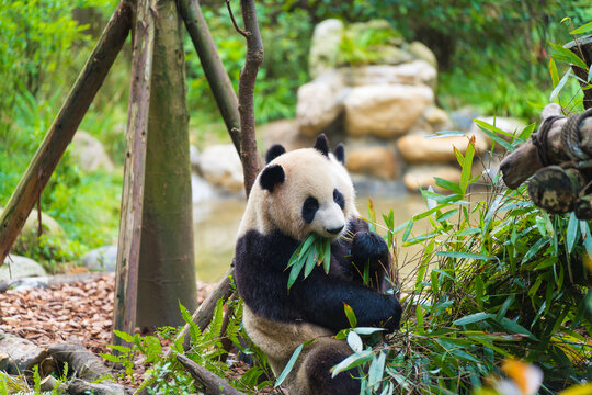 动物园里吃竹子的熊猫