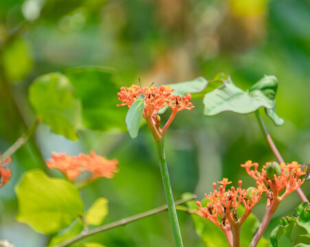 红色开花植物佛肚树