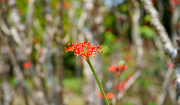 红色开花植物佛肚树