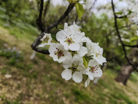 梨花花朵梨树