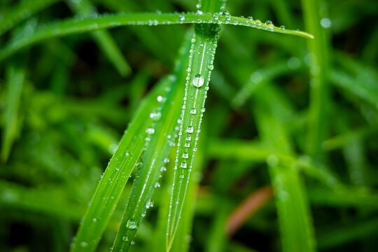 下雨后树叶上的水珠