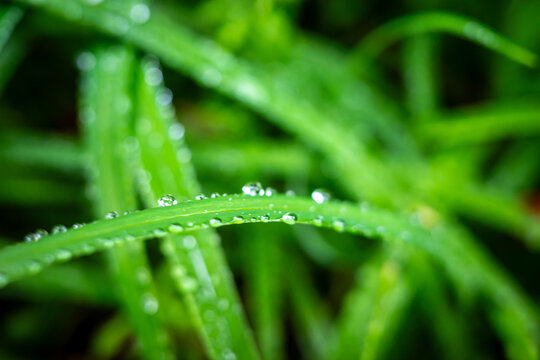 下雨后树叶上的水珠