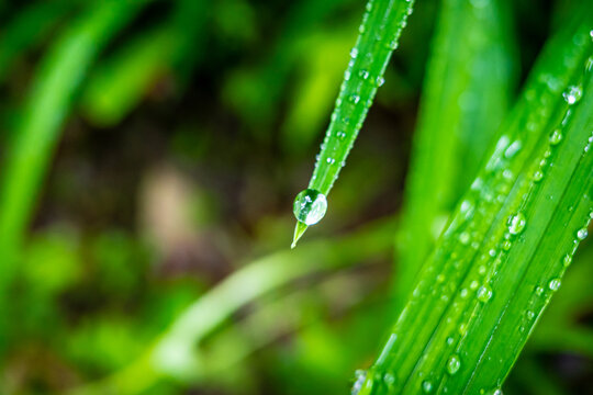 下雨后树叶上的水珠