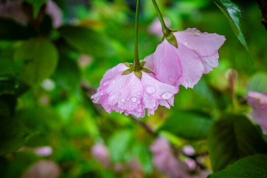 下雨天樱花上的雨珠