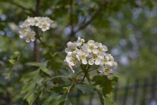 山楂花