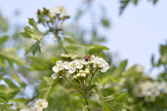 山楂花