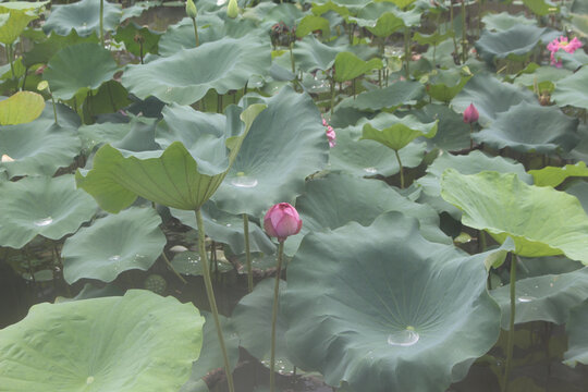 荷花荷叶池塘