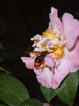 山茶花与蜂蜜