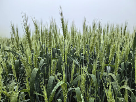 雨露麦穗素材