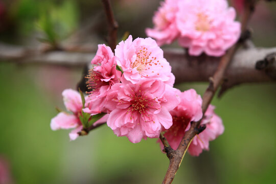 桃花