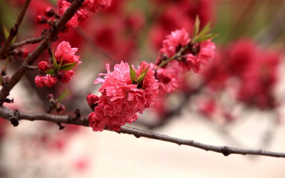 桃花