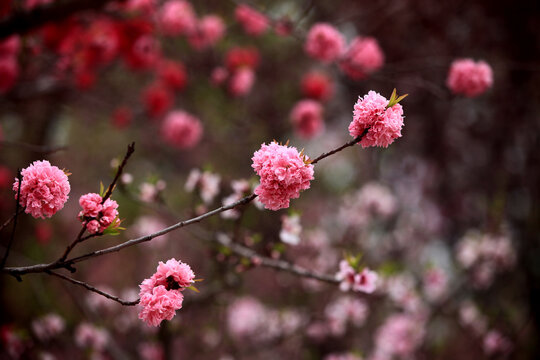 桃花