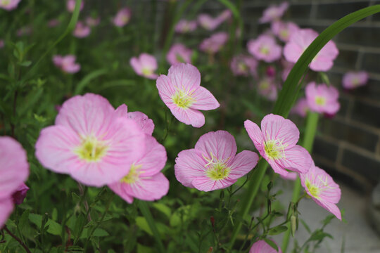 紫色月见草花卉摄影特写