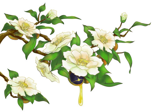 白色山茶花果茶油包裝插畫