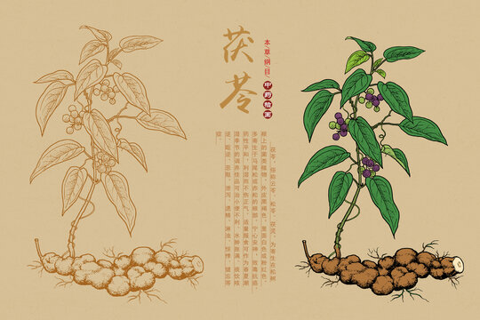 复古中草药包装插画