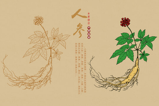 人參