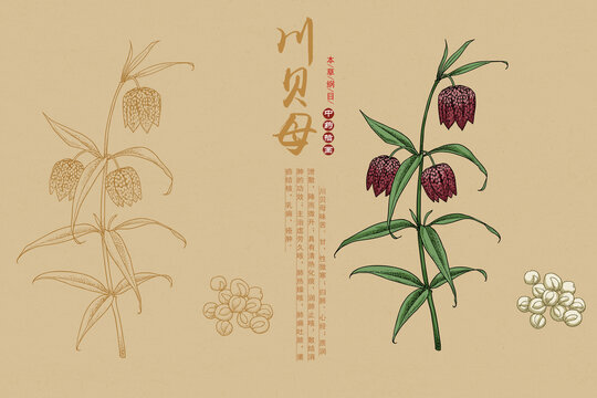 川貝母