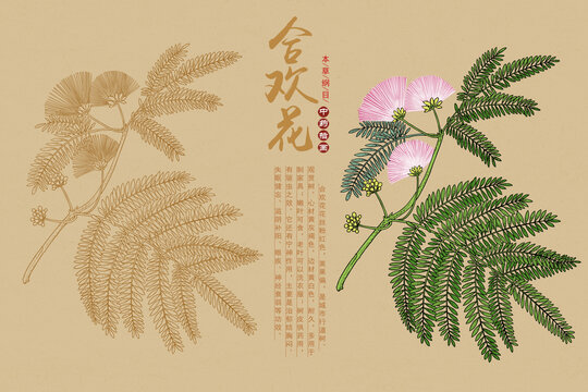 合歡花