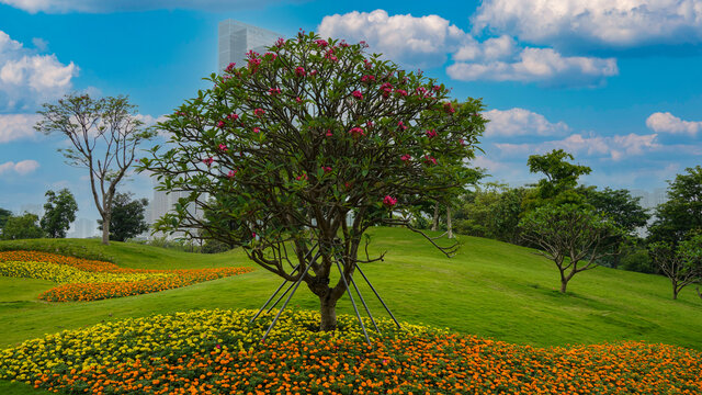 深圳前海桂灣公園風(fēng)景