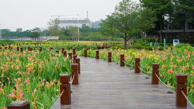 深圳光明楼村湿地公园美人蕉风景