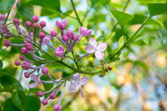 紫色丁香花