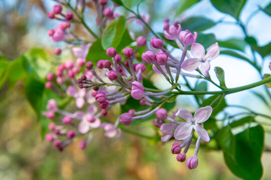 紫色丁香花