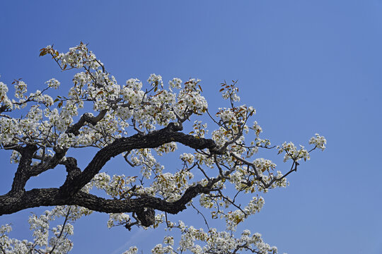 老梨树开花