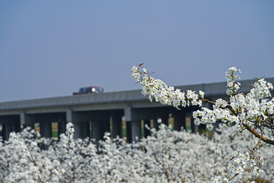 京台高速路边春景