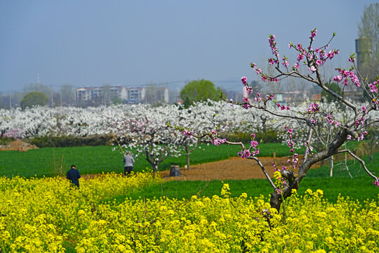 田间春景