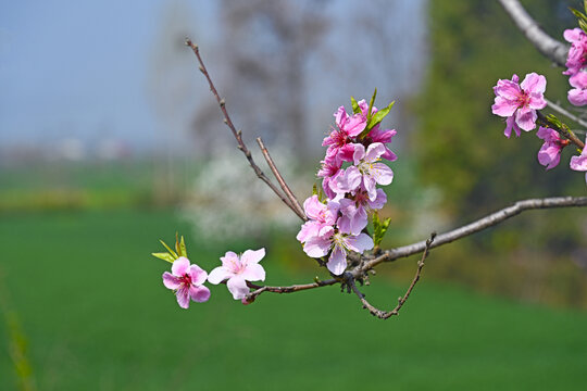 田间桃花