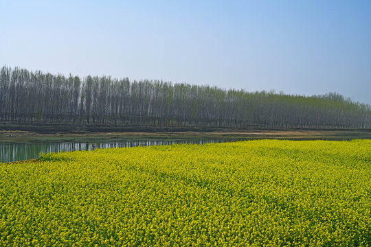 蟠龙河岸边油菜花