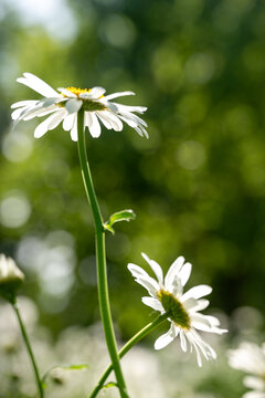 花卉特写洋甘菊