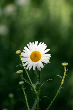 花卉特写洋甘菊