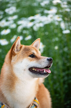 花儿与柴犬