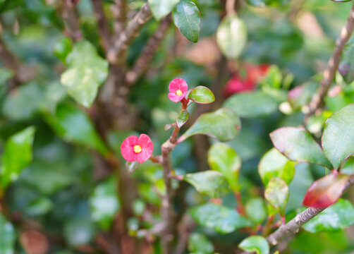 红色开花植物无刺麒麟