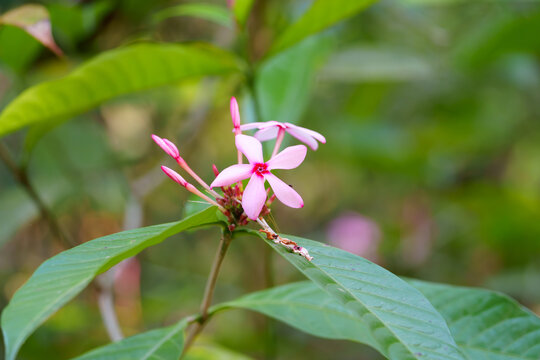 粉红色开花植物红花蕊木